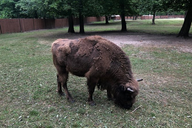 Białowieża Forest Unesco World Heritage Tour Packages (Native English Speaker) - Is $98 good value?