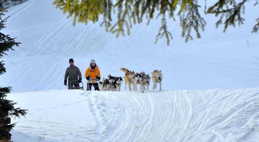 From Krakow: Dogsled Ride in Tatra Mountain - Key points at a glance