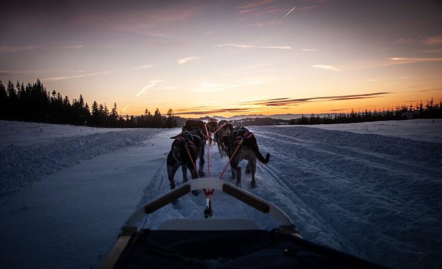 From Krakow: Dogsled Ride in Tatra Mountain - Who will enjoy this most?