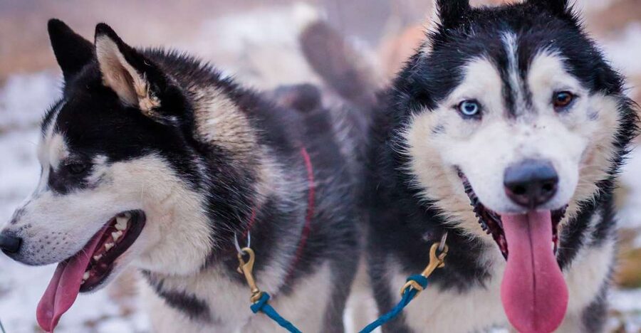 From Krakow: Dogsled Ride in Tatra Mountain - Learning the mushing equipment