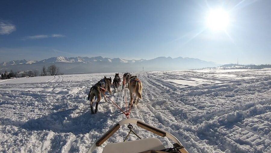 From Krakow: Dogsled Ride in Tatra Mountain - The 2-kilometer husky ride
