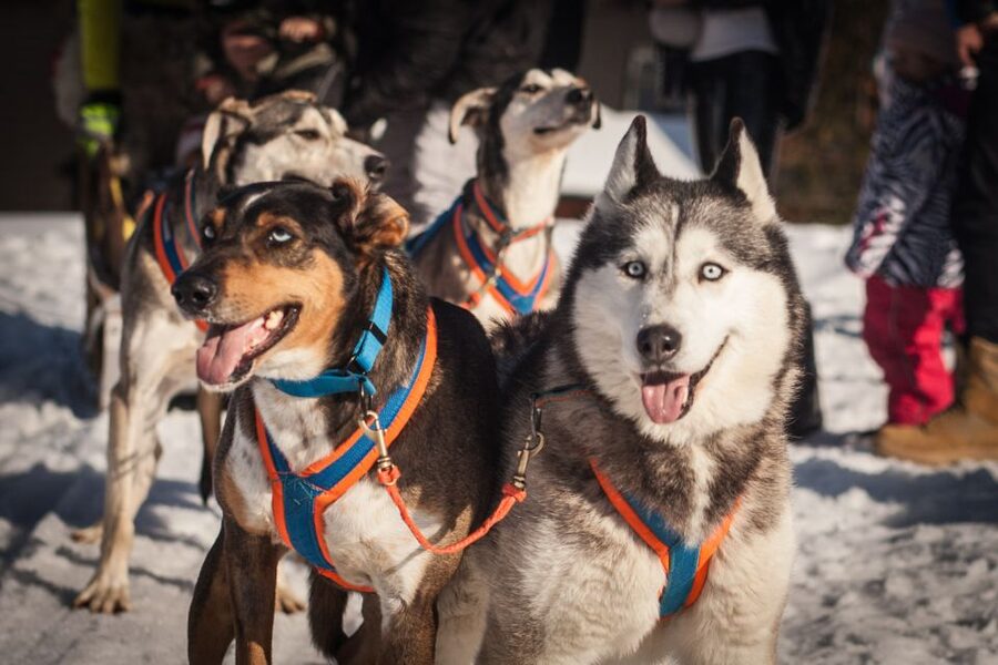 From Krakow: Dogsled Ride in Tatra Mountain - Chocholowska Valley in winter