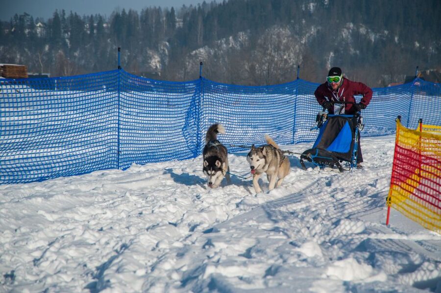 From Krakow: Dogsled Ride in Tatra Mountain - Is $391 per person a fair price?