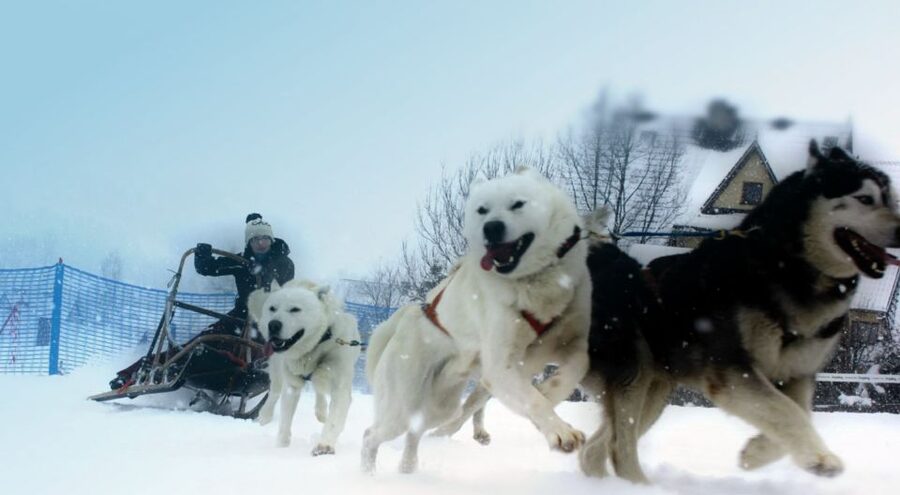 From Krakow: Dogsled Ride in Tatra Mountain - What to wear and what to expect