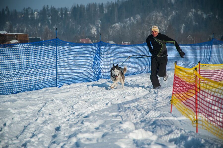 From Krakow: Dogsled Ride in Tatra Mountain - Meeting the huskies at the reserve