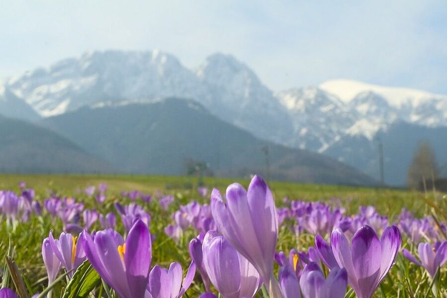From Krakow: Full-Day Tour of Zakopane and Tatra Mountains - Krupówki gives you time to set your own pace