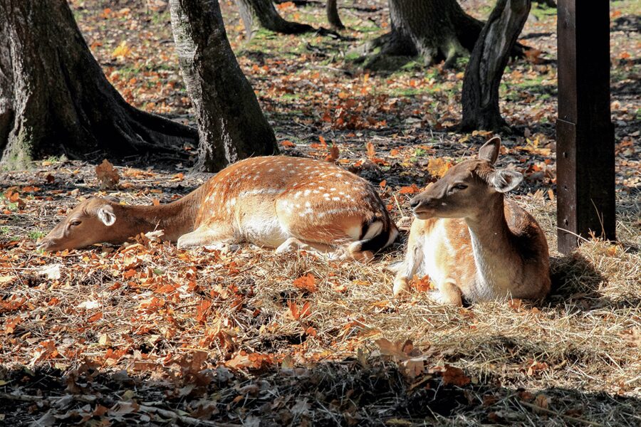 From Krakow: Pszczyna Castle and Bison Reserve Day Trip - Two and a Half Hours in Pszczyna