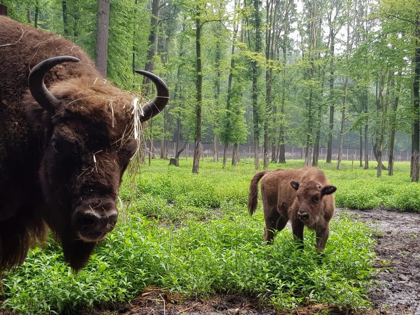 From Krakow: Pszczyna Castle and Bison Reserve Day Trip - Practical Advice for a Better Day