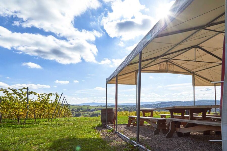 From Krakow: Wine Tasting at Vineyard - Should you book this Krakow vineyard tour?