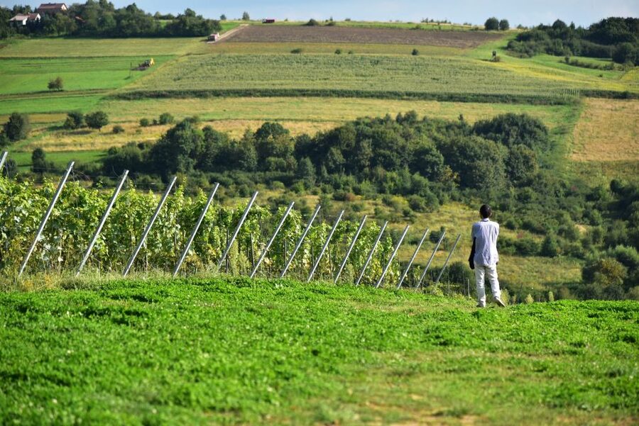 From Krakow: Wine Tasting at Vineyard - Small-group comfort, with a language check