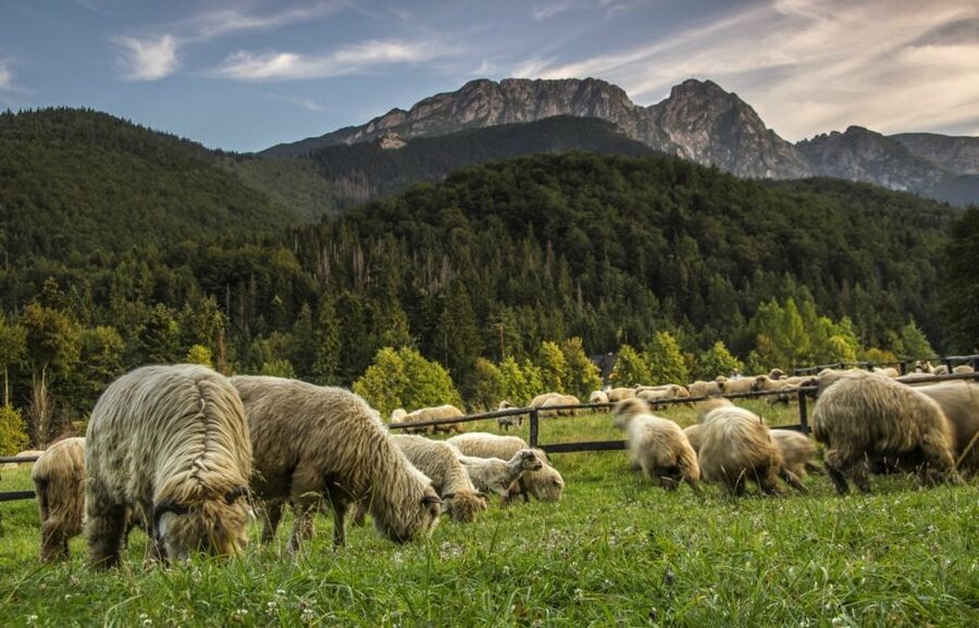 From Krakow: Zakopane & Hot Thermal Springs Private Tour - Witów and the warm oscypek tasting