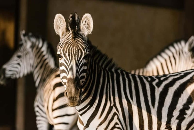 From Krakow: Zoo Trip with Private Luxury Transfer - Key points before you book