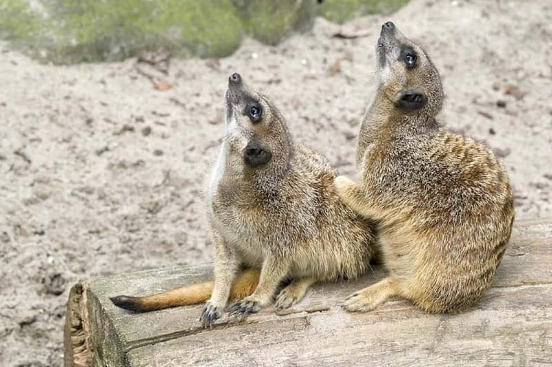 From Krakow: Zoo Trip with Private Luxury Transfer - Why Krakow Zoo is worth considering