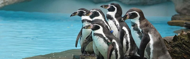 From Krakow: Zoo Trip with Private Luxury Transfer - Two hours among 270 animal species