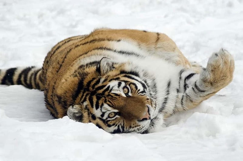 From Krakow: Zoo Trip with Private Luxury Transfer - Rare animals and conservation value
