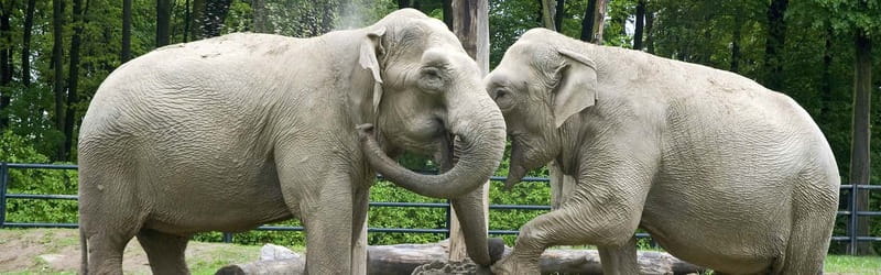 From Krakow: Zoo Trip with Private Luxury Transfer - Is $102 per person fair value?