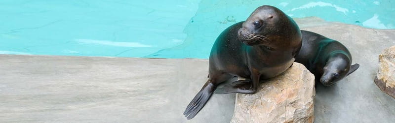 From Krakow: Zoo Trip with Private Luxury Transfer - Timing, comfort, and access