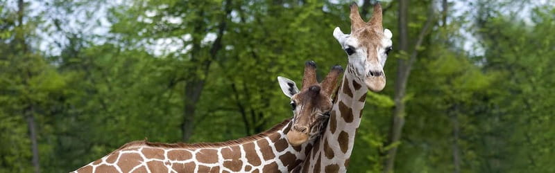 From Krakow: Zoo Trip with Private Luxury Transfer - Who will enjoy this Krakow Zoo outing?