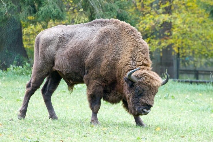 From Warsaw: Small-Group Tour to Bialowieza National Park - Key points to know before booking