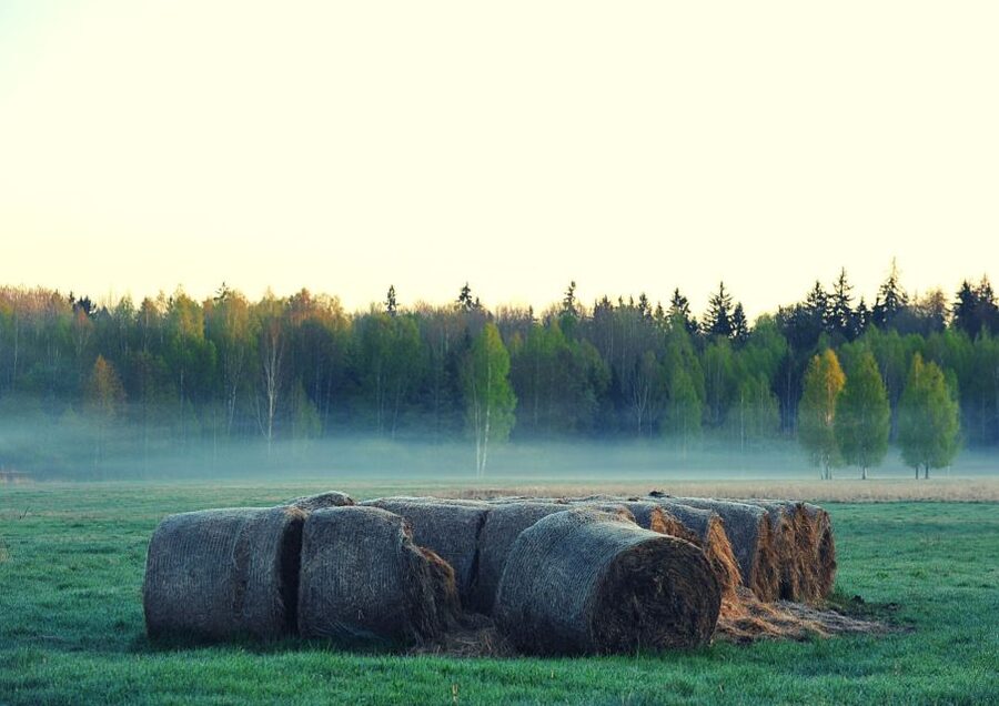 From Warsaw: Small-Group Tour to Bialowieza National Park - Meeting the European bison and other animals