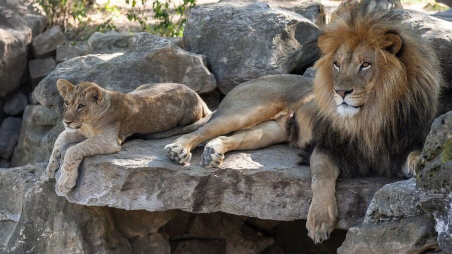 Gdansk: Oliwa Zoo with Tickets and Roundtrip Transportation - Key points to know before you book