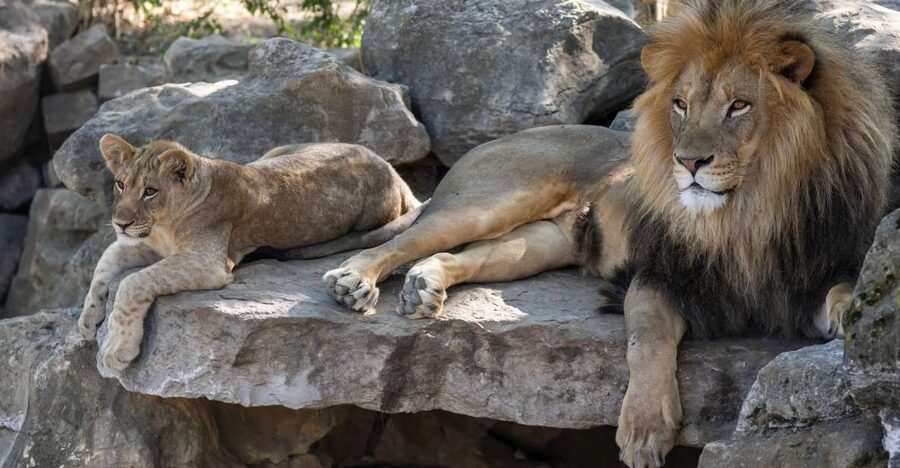 Gdansk: Oliwa Zoo with Tickets and Roundtrip Transportation - Why Oliwa Zoo makes a worthwhile half-day trip