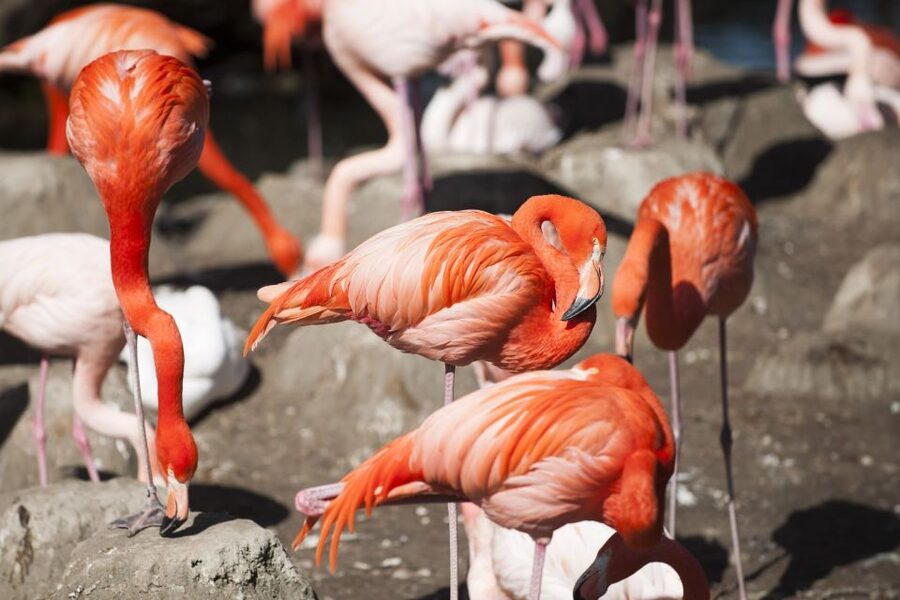 Gdansk: Oliwa Zoo with Tickets and Roundtrip Transportation - Is $95 per person good value?