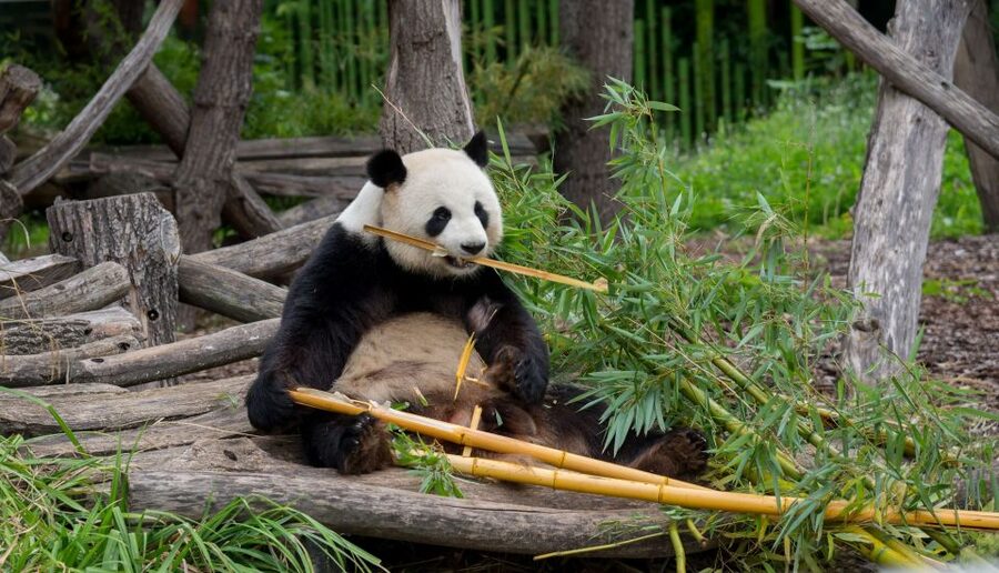 Gdansk: Oliwa Zoo with Tickets and Roundtrip Transportation - Who will enjoy this experience most?