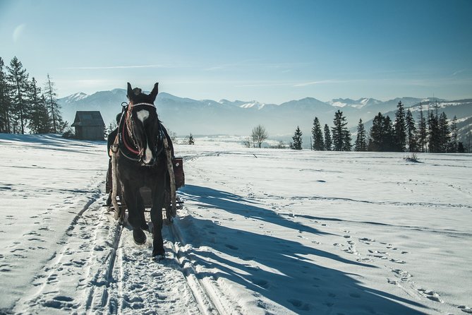 Horse Sleigh Ride in the Polish Countryside, private tour from Krakow - How to prepare for a comfortable ride