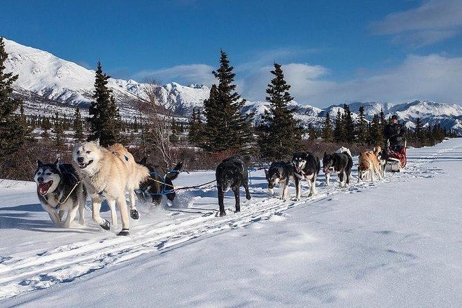 Husky Ride Private Tour from Krakow - Meeting the dogs and learning the basics