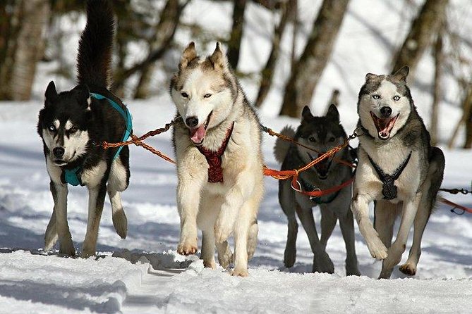 Husky Ride Private Tour from Krakow - Chocholow’s historic wooden cottages