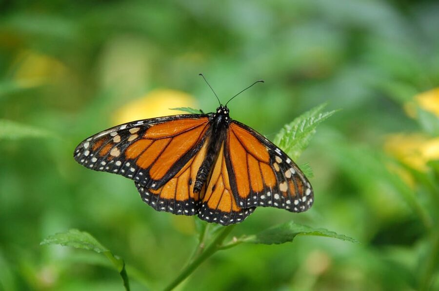 Krakow: 4 Mazes and Living Butterfly Museum Entry Ticket - Key points to know before you go