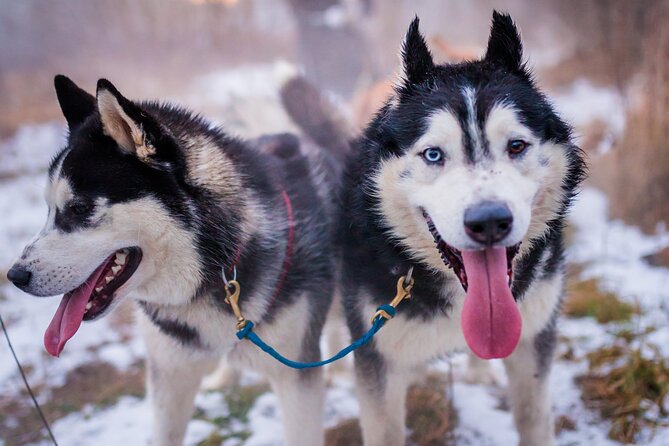 Kraków Full Dog Sled Ride - Key points to know before booking