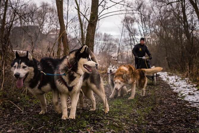 Kraków Full Dog Sled Ride - The return to Kraków and meal planning