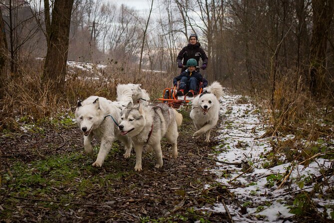 Kraków Full Dog Sled Ride - What I like most about the experience