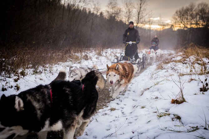 Kraków Full Dog Sled Ride - Meeting the huskies at the reserve