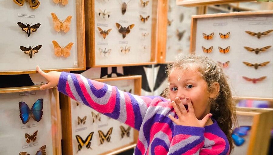 Krakow: Living Butterflies Museum ''House Of Attractions'' - Key points before you visit