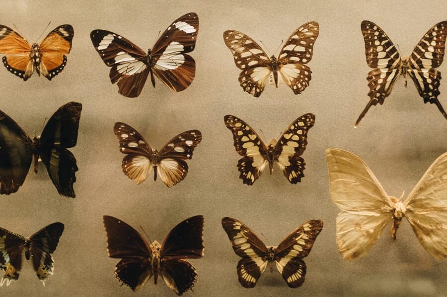 Krakow: Living Butterflies Museum ''House Of Attractions'' - Is the $12 or £36.99 price good value?