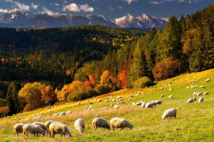Krakow: Zakopane, Thermal Baths, Cable Car, Vodka, Oscypek - Three hours at Chocholowska Thermal Baths