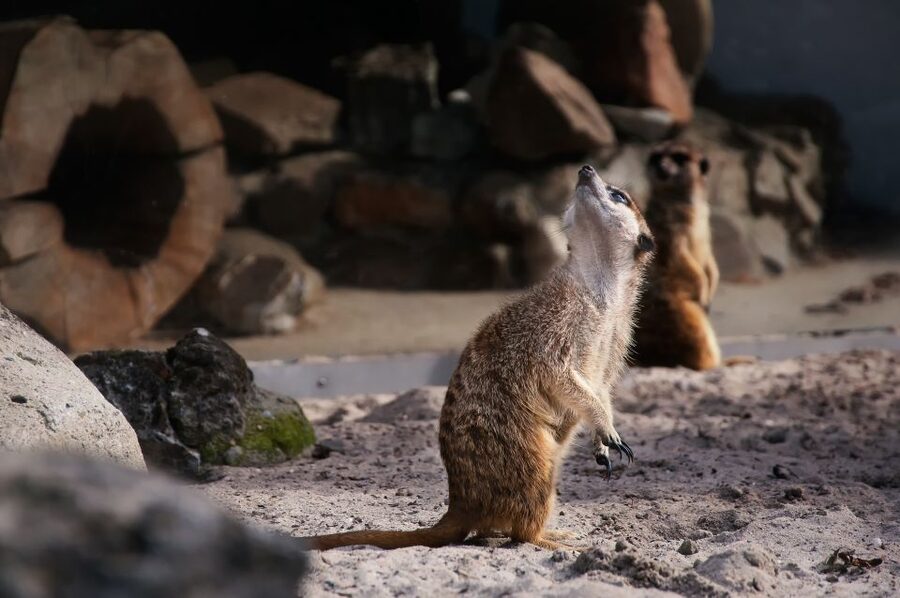 Krakow: Zoo Tour with Private Transport and Tickets - Five things to know before you go
