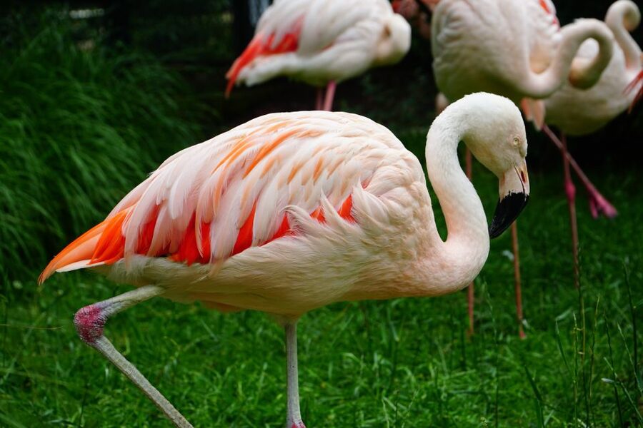 Krakow: Zoo Tour with Private Transport and Tickets - Why Krakow Zoo works as a city escape