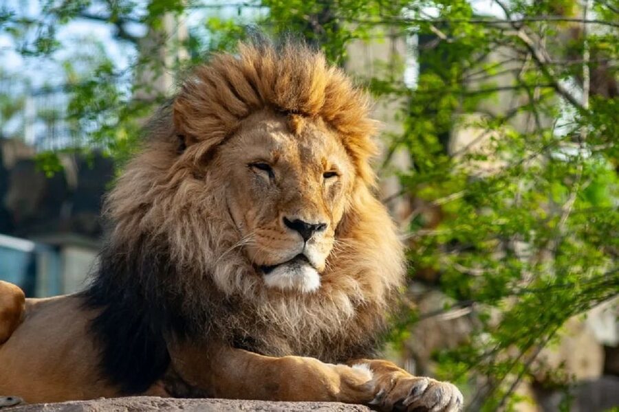 Krakow: Zoo Tour with Private Transport and Tickets - The animal collection mixes familiar and unusual sights