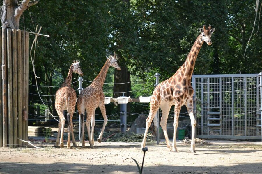 Krakow: Zoo Tour with Private Transport and Tickets - Booking details that matter