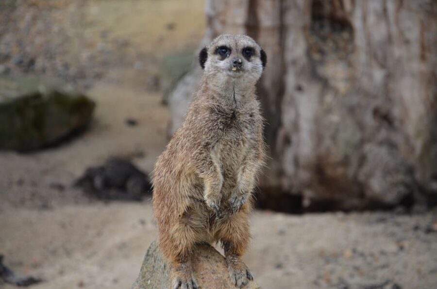 Krakow: Zoo with Hotel Pickup - Inside the zoo: a practical route through the exhibits