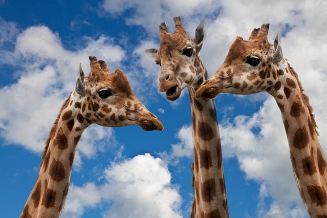 Krakow: Zoo with Hotel Transfer - Key points to know before booking