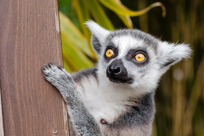 Krakow: Zoo with Hotel Transfer - A 25-minute ride with more than just directions