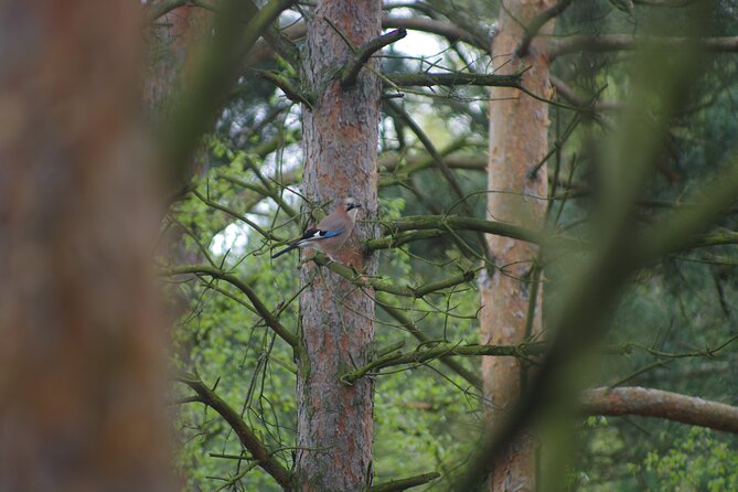 Nature Walk and Wildlife Tour in Sobieszewo Island - Walking out to Plaża 19