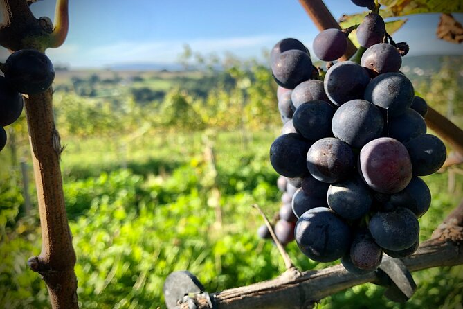 Wieliczka Vineyard: Wine tasting with local snacks - Arriving at Pawlikowice for the 10:00 am start