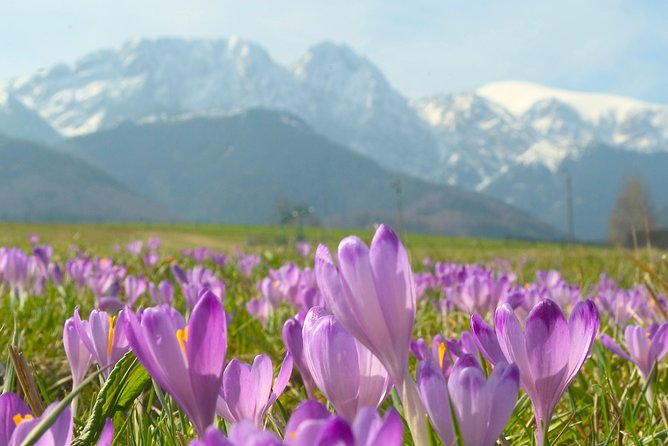 Zakopane and Tatras Mountains Day Tour from Krakow - Spending two hours on Krupówki Street