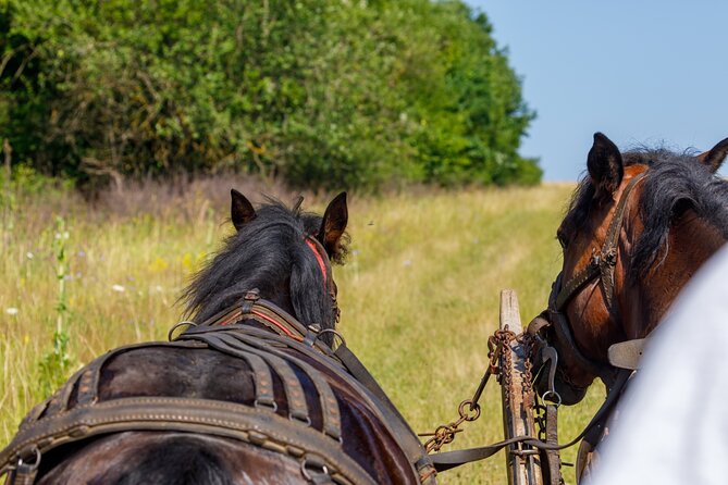Zakopane Horse-Drawn Rides with Local Guide and Food Tasting - Who Will Enjoy This Most?
